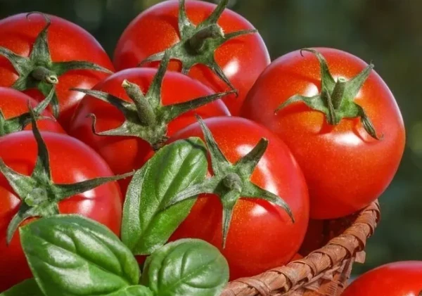 Tomat, Si Merah Kaya Antioksidan yang Efektif Tangkal Radikal Bebas