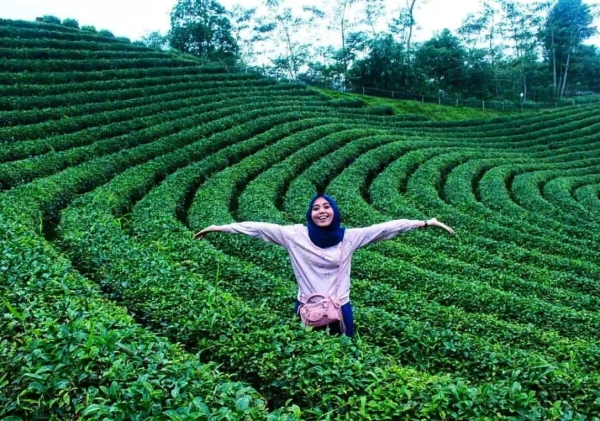 Mengenal Wisata Kebun Teh Cikuya, Tempat Asal Teh Terbaik Dunia yang Berada di Banten