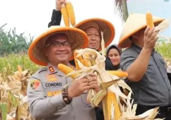 Panen Jagung Polres Serang Lampaui Target, Bukti Nyata Dukung Ketahanan Pangan Nasional