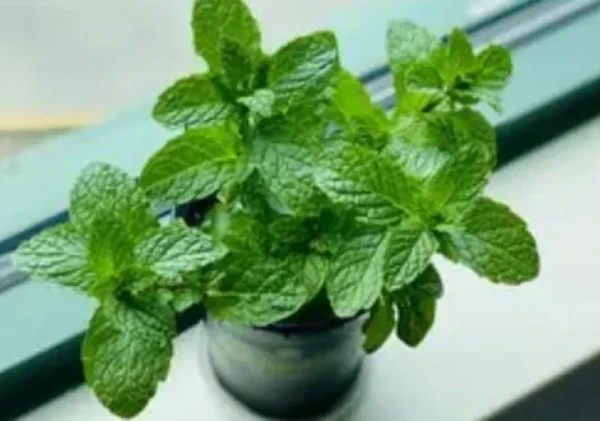 Tak Hanya Segar, Ini Beragam Manfaat Rebusan Daun Mint untuk Kesehatan Tubuh