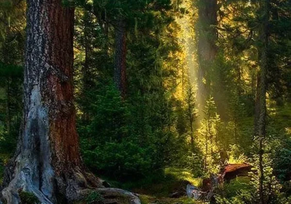 Lindungi Hutan, Selamatkan Masa Depan Generasi