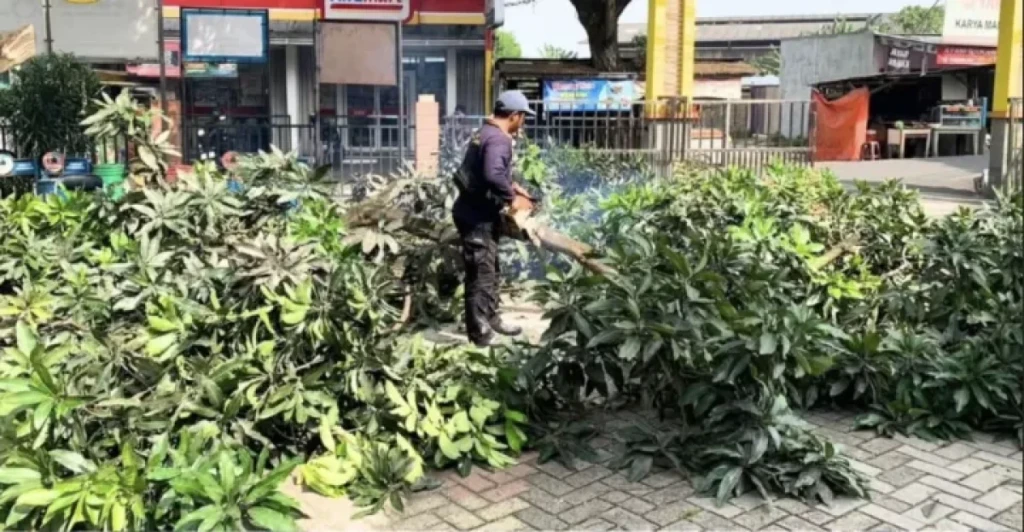 Kelurahan Manis Jaya Lakukan Penebangan Pohon Potensi Tumbang