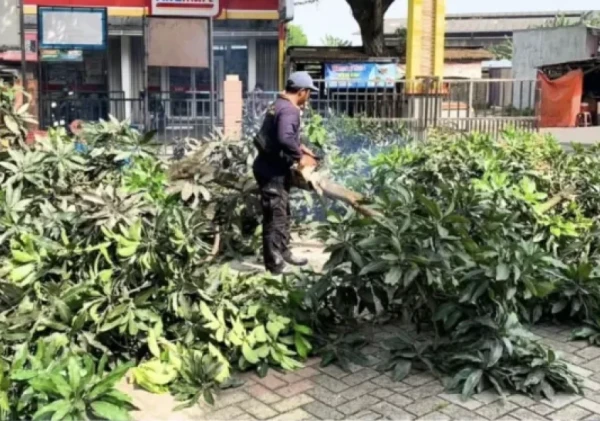 Kelurahan Manis Jaya Lakukan Penebangan Pohon Potensi Tumbang