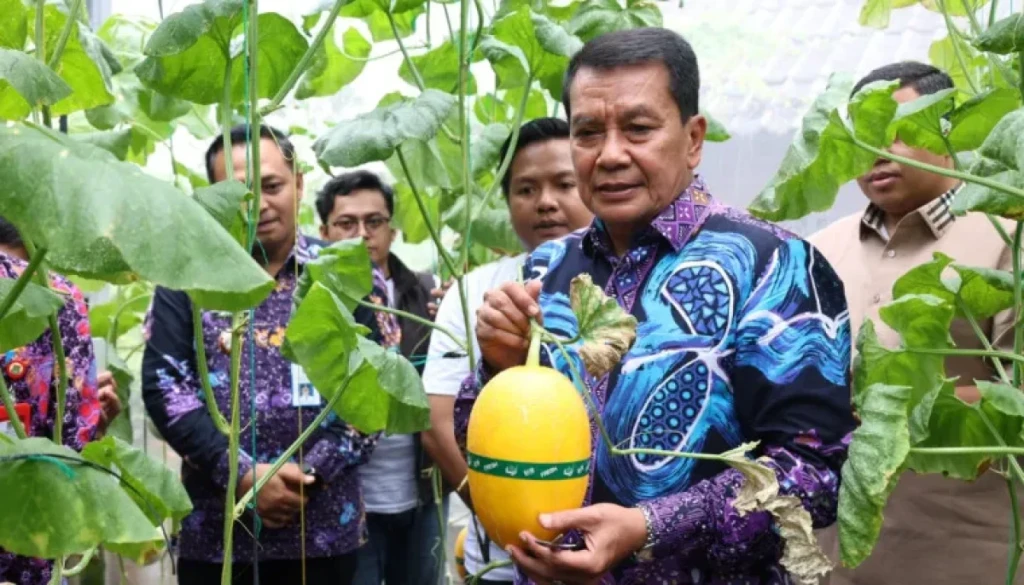 Bupati Tangerang Panen Melon Hidroponik, Wujudkan Ketahanan Pangan dan Kesejahteraan Masyarakat