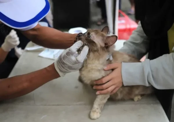Pemkot Tangerang Gelar Vaksinasi Rabies Gratis