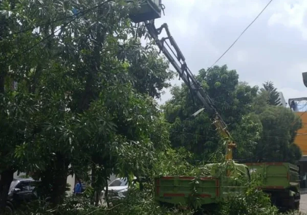Pemkot Tangerang Intensifkan Pemangkasan Pohon untuk Antisipasi Musim Penghujan