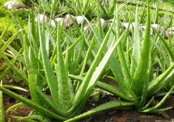 Lidah Buaya: Rahasia Alami untuk Kesehatan dan Kecantikan