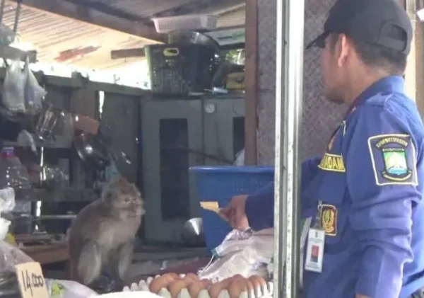 Heboh! Monyet Lepas Ngacak-Ngacak Warung Sembako di Tangerang, Damkar Turun Tangan