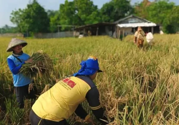 Pemkot Tangerang Uji Produktivitas Padi, Benarkah Panen Tahun Ini Bakal Lebih Tinggi?