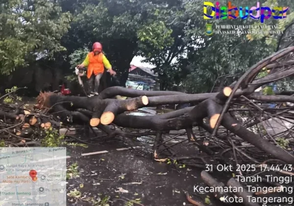 Hujan Deras Disertai Angin Kencang Terjang Kota Tangerang, Sejumlah Pohon Tumbang di Ruas Jalan Utama