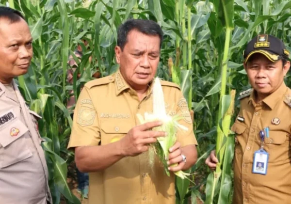 Panen Jagung Pulut di Sukamulya, Bupati Tangerang Ungkap Potensi Untung Jutaan Rupiah per Bulan: “Jangan Malu Jadi Petani!”