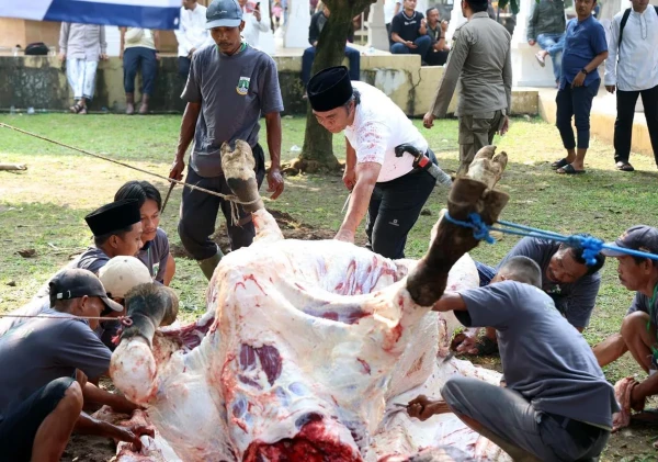 Penjabat Gubernur Banten, Al Muktabar, Menyembelih Sapi Bantuan Presiden Joko Widodo untuk Iduladha