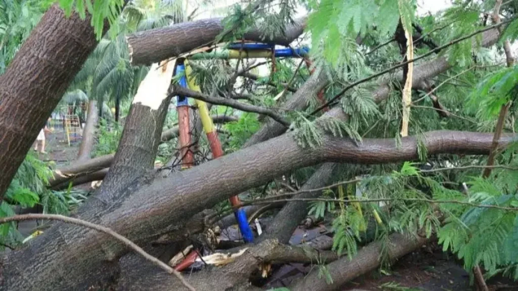 Cuaca Ekstrem di Tangerang, 31 Titik Pohon Tumbang Berhasil Ditangani