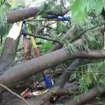 Cuaca Ekstrem di Tangerang, 31 Titik Pohon Tumbang Berhasil Ditangani
