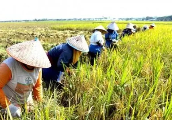 Mengubah Panen Jadi Pundi: Peran Agroindustri dalam Pertanian