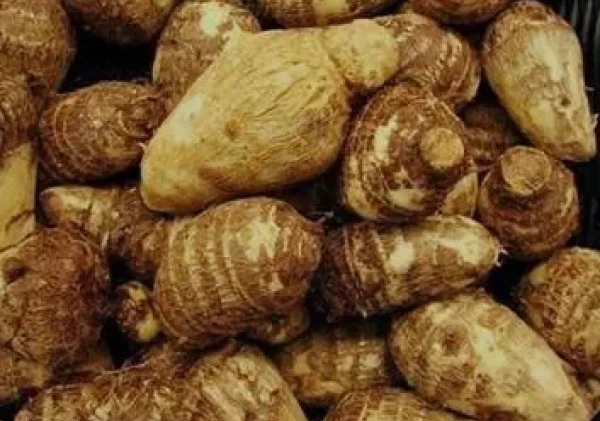 Menggali Potensi Talas Beneng sebagai Inovasi Unggulan Pertanian Banten