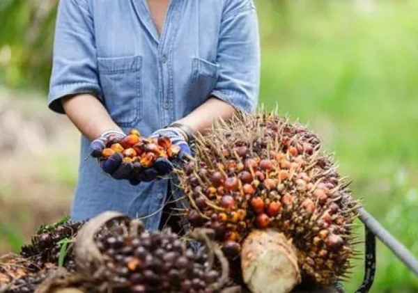 TRANSFORMASI PRODUK KELAPA SAWIT MELALUI AGROINDUSTRI BERKELANJUTAN DI INDONESIA